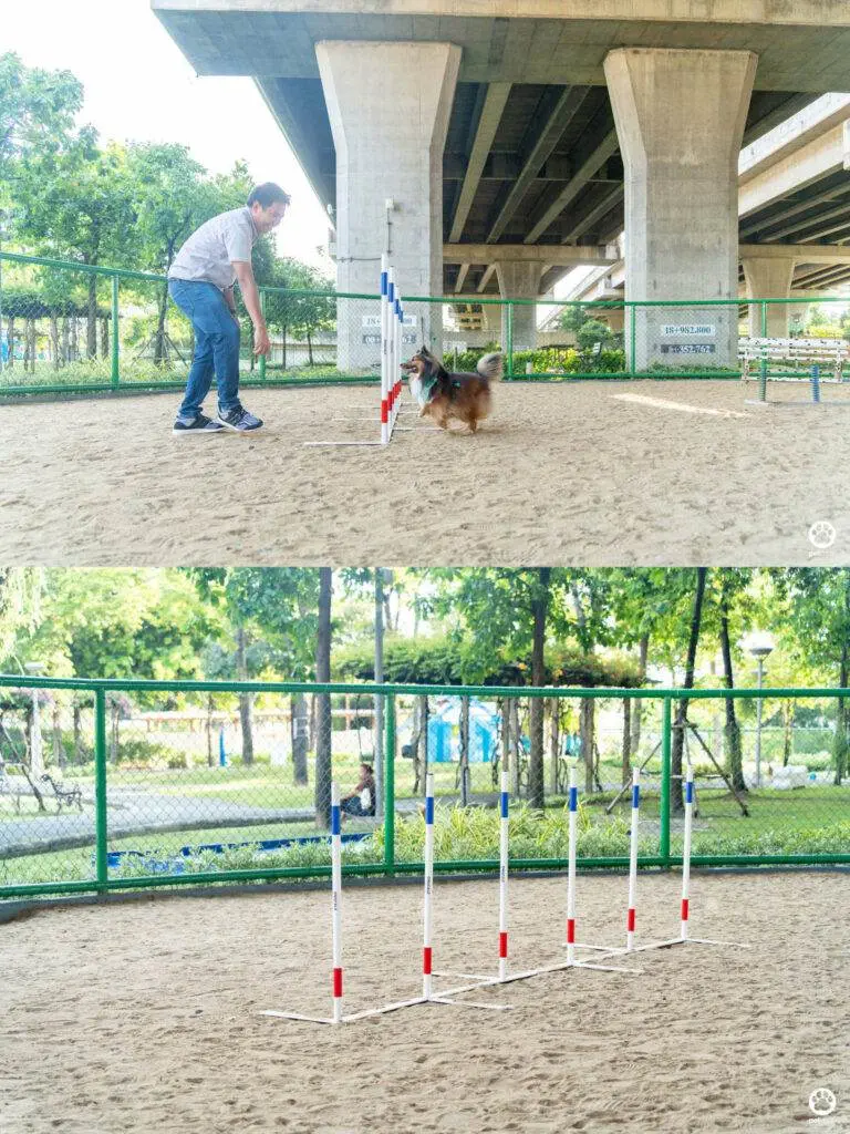 10 ข้อดีของ BMA DOG PARK สวนวัชราภิรมย์ สวนหมาเข้าฟรี ดีเรายกให้ดีที่สุดของกทม. ปี 2022 14 10 ข้อดีของ BMA DOG PARK สวนวัชราภิรมย์ สวนหมาเข้าฟรี ดีเรายกให้ดีที่สุดของกทม. ปี 2022 12