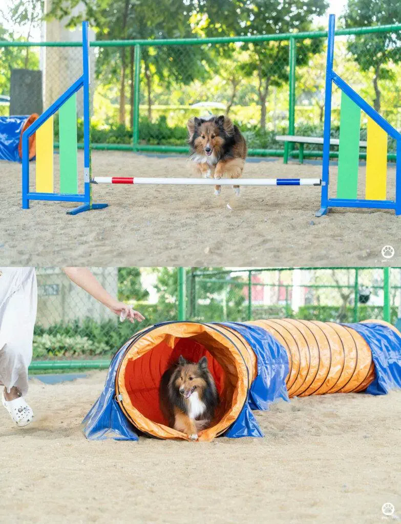 10 ข้อดีของ BMA DOG PARK สวนวัชราภิรมย์ สวนหมาเข้าฟรี ดีเรายกให้ดีที่สุดของกทม. ปี 2022 15 10 ข้อดีของ BMA DOG PARK สวนวัชราภิรมย์ สวนหมาเข้าฟรี ดีเรายกให้ดีที่สุดของกทม. ปี 2022 13