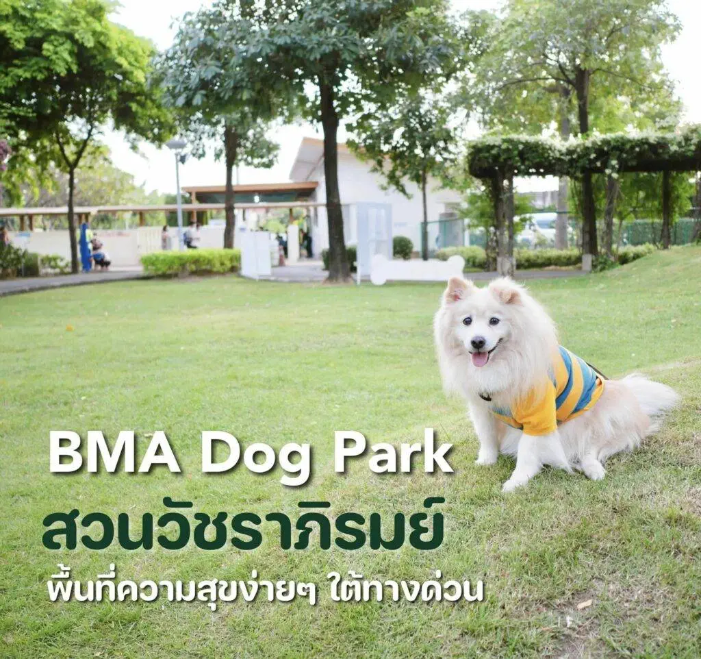 10 ข้อดีของ BMA DOG PARK สวนวัชราภิรมย์ สวนหมาเข้าฟรี ดีเรายกให้ดีที่สุดของกทม. ปี 2022 53 10 ข้อดีของ BMA DOG PARK สวนวัชราภิรมย์ สวนหมาเข้าฟรี ดีเรายกให้ดีที่สุดของกทม. ปี 2022 46