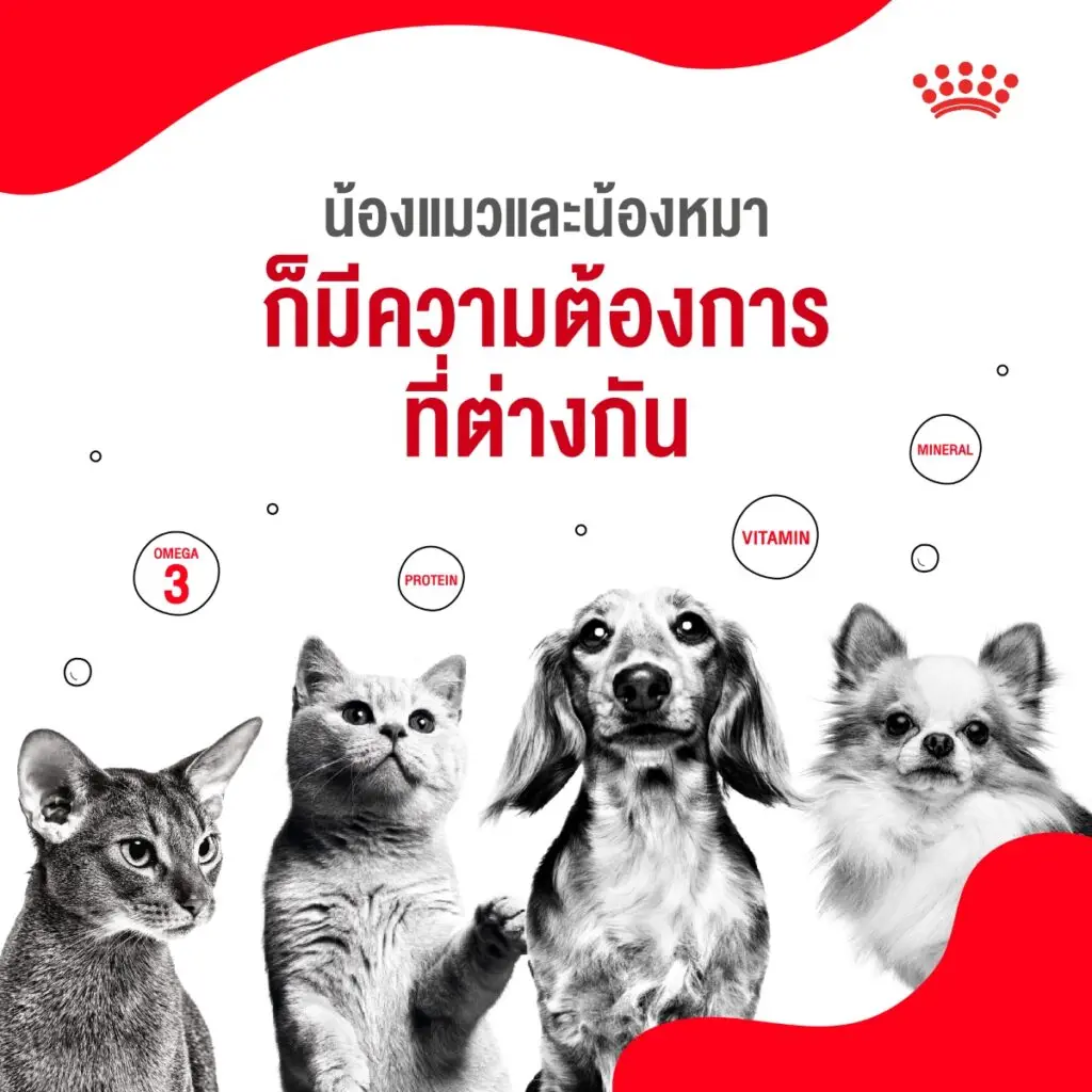 5 เหตุผลที่เราควรดูแลน้องแมวและน้องหมาเหมือนสมาชิกในครอบครัว 2 5 เหตุผลที่เราควรดูแลน้องแมวและน้องหมาเหมือนสมาชิกในครอบครัว 2