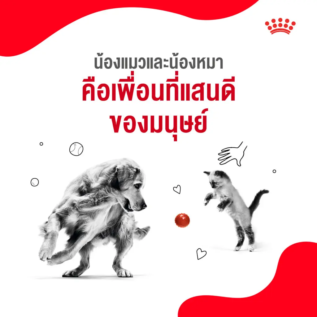 5 เหตุผลที่เราควรดูแลน้องแมวและน้องหมาเหมือนสมาชิกในครอบครัว 3 5 เหตุผลที่เราควรดูแลน้องแมวและน้องหมาเหมือนสมาชิกในครอบครัว 3