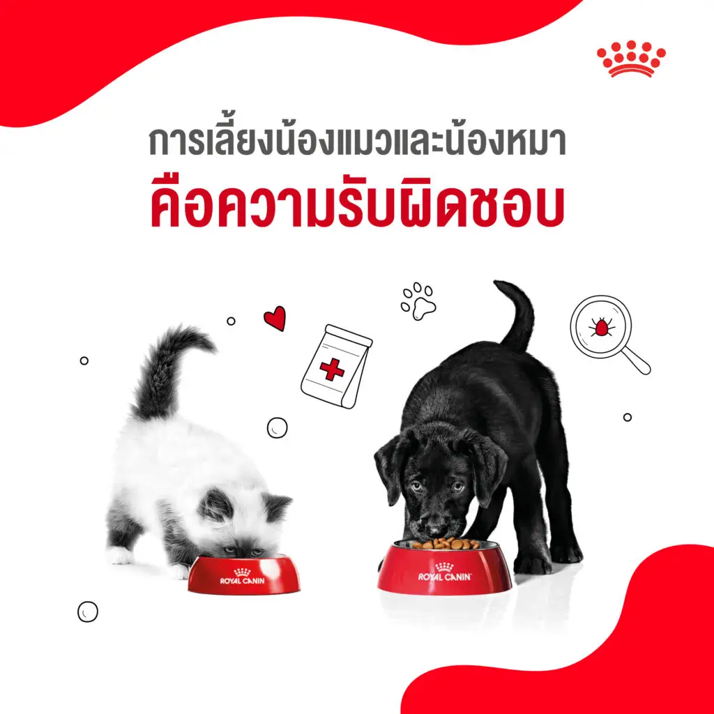 5 เหตุผลที่เราควรดูแลน้องแมวและน้องหมาเหมือนสมาชิกในครอบครัว 4 5 เหตุผลที่เราควรดูแลน้องแมวและน้องหมาเหมือนสมาชิกในครอบครัว 4