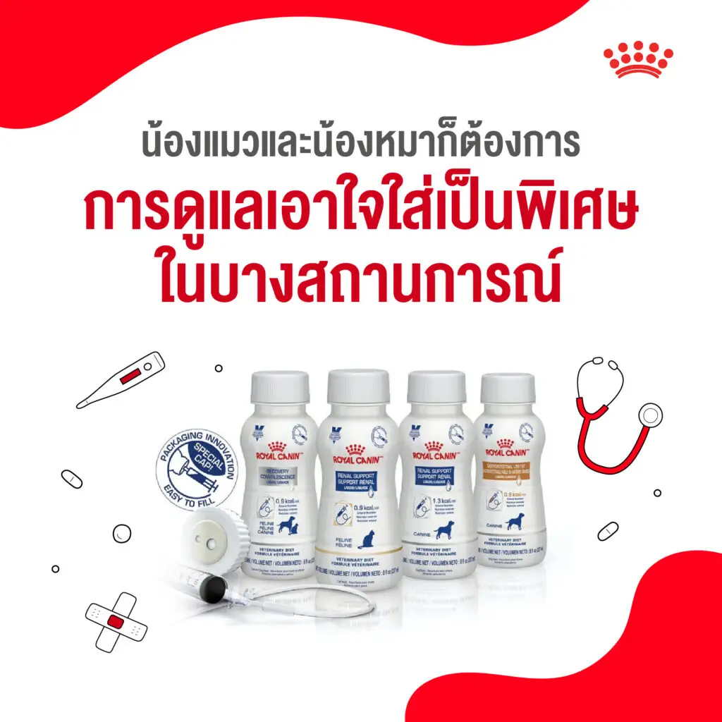 5 เหตุผลที่เราควรดูแลน้องแมวและน้องหมาเหมือนสมาชิกในครอบครัว 5 5 เหตุผลที่เราควรดูแลน้องแมวและน้องหมาเหมือนสมาชิกในครอบครัว 5