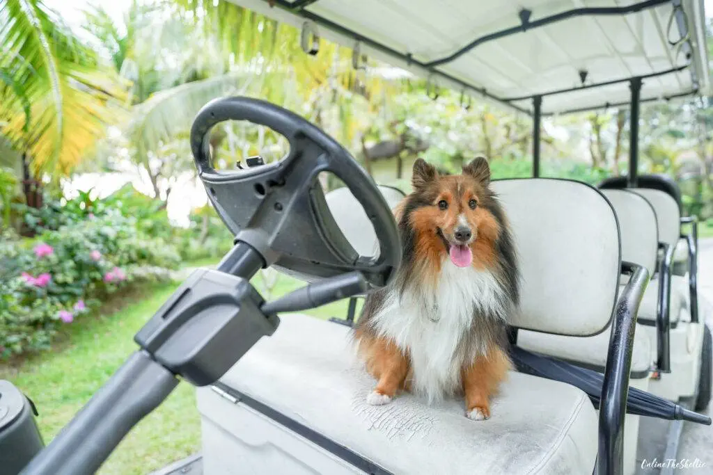 18 ไอเดีย Pet-First Design เมื่อเขาเป็นคนในครอบครัวมากกว่าสัตว์เลี้ยง การออกแบบจึงไม่หยุดแค่ Pet-Friendly 21 18 ไอเดีย Pet-First Design เมื่อเขาเป็นคนในครอบครัวมากกว่าสัตว์เลี้ยง การออกแบบจึงไม่หยุดแค่ Pet-Friendly 21
