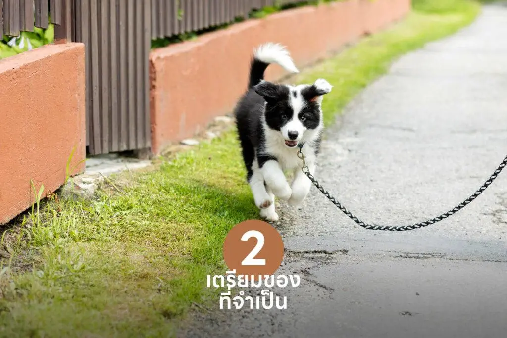 10 เคล็ดลับสำคัญ เปลี่ยนเจ้าของลูกสุนัขมือใหม่ให้กลายเป็นมือโปรในทันที 🐶 รวมวิธีเลี้ยงลูกสุนัข วิธีฝึก ดูแล 2 10 เคล็ดลับสำคัญ เปลี่ยนเจ้าของลูกสุนัขมือใหม่ให้กลายเป็นมือโปรในทันที 🐶 รวมวิธีเลี้ยงลูกสุนัข วิธีฝึก ดูแล 1