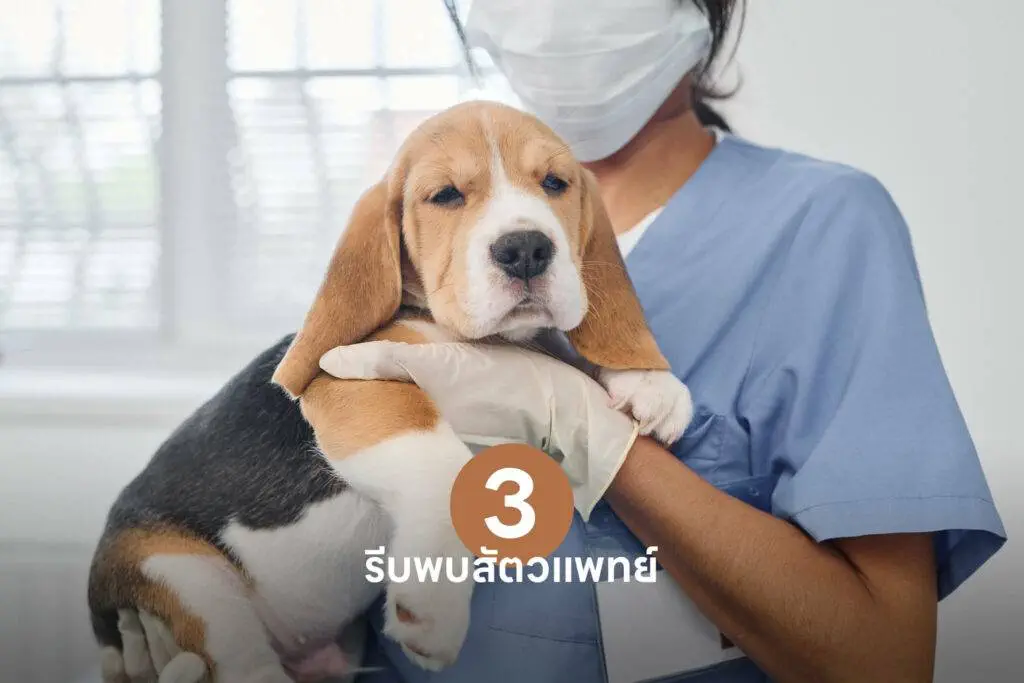 10 เคล็ดลับสำคัญ เปลี่ยนเจ้าของลูกสุนัขมือใหม่ให้กลายเป็นมือโปรในทันที 🐶 รวมวิธีเลี้ยงลูกสุนัข วิธีฝึก ดูแล 3 10 เคล็ดลับสำคัญ เปลี่ยนเจ้าของลูกสุนัขมือใหม่ให้กลายเป็นมือโปรในทันที 🐶 รวมวิธีเลี้ยงลูกสุนัข วิธีฝึก ดูแล 2