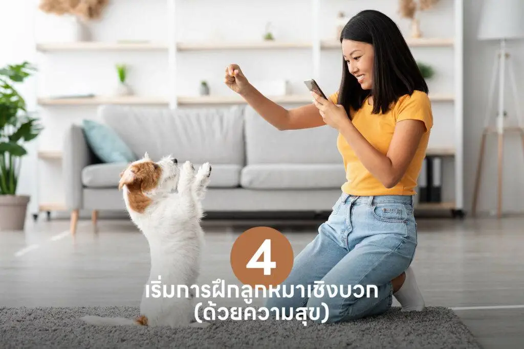 10 เคล็ดลับสำคัญ เปลี่ยนเจ้าของลูกสุนัขมือใหม่ให้กลายเป็นมือโปรในทันที 🐶 รวมวิธีเลี้ยงลูกสุนัข วิธีฝึก ดูแล 4 10 เคล็ดลับสำคัญ เปลี่ยนเจ้าของลูกสุนัขมือใหม่ให้กลายเป็นมือโปรในทันที 🐶 รวมวิธีเลี้ยงลูกสุนัข วิธีฝึก ดูแล 3