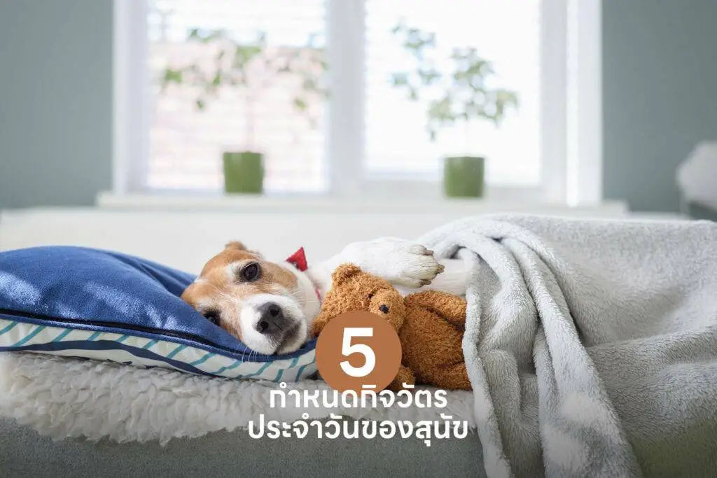 10 เคล็ดลับสำคัญ เปลี่ยนเจ้าของลูกสุนัขมือใหม่ให้กลายเป็นมือโปรในทันที 🐶 รวมวิธีเลี้ยงลูกสุนัข วิธีฝึก ดูแล 5 10 เคล็ดลับสำคัญ เปลี่ยนเจ้าของลูกสุนัขมือใหม่ให้กลายเป็นมือโปรในทันที 🐶 รวมวิธีเลี้ยงลูกสุนัข วิธีฝึก ดูแล 4