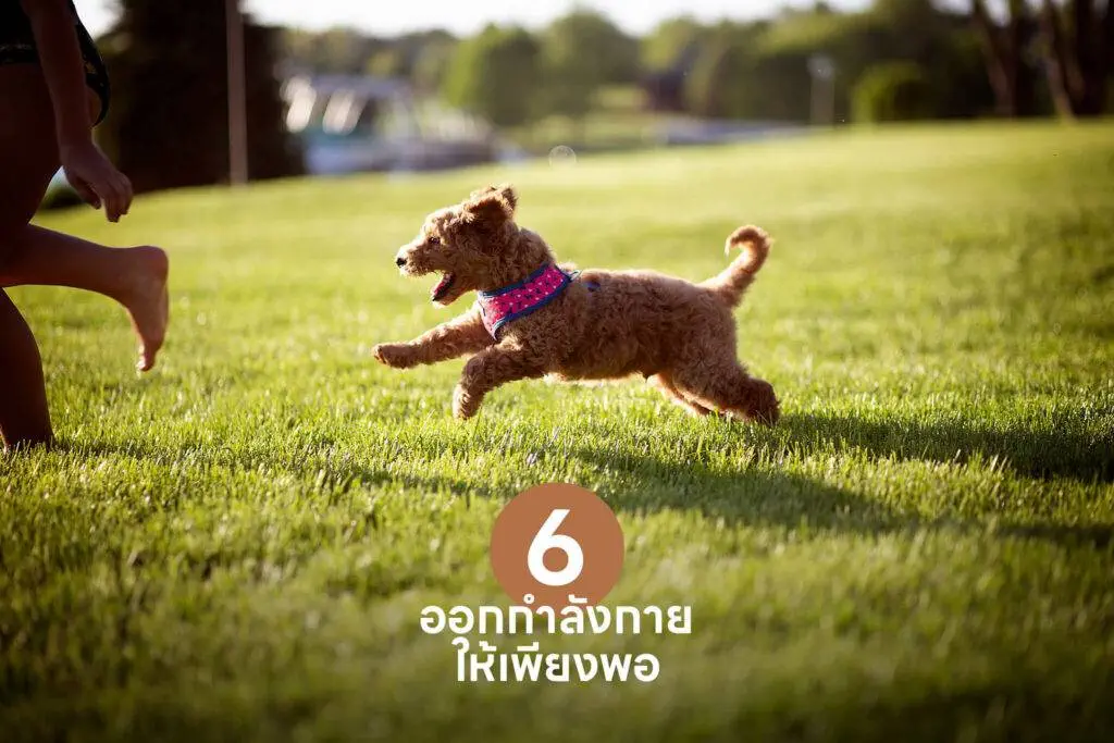 10 เคล็ดลับสำคัญ เปลี่ยนเจ้าของลูกสุนัขมือใหม่ให้กลายเป็นมือโปรในทันที 🐶 รวมวิธีเลี้ยงลูกสุนัข วิธีฝึก ดูแล 6 10 เคล็ดลับสำคัญ เปลี่ยนเจ้าของลูกสุนัขมือใหม่ให้กลายเป็นมือโปรในทันที 🐶 รวมวิธีเลี้ยงลูกสุนัข วิธีฝึก ดูแล 5