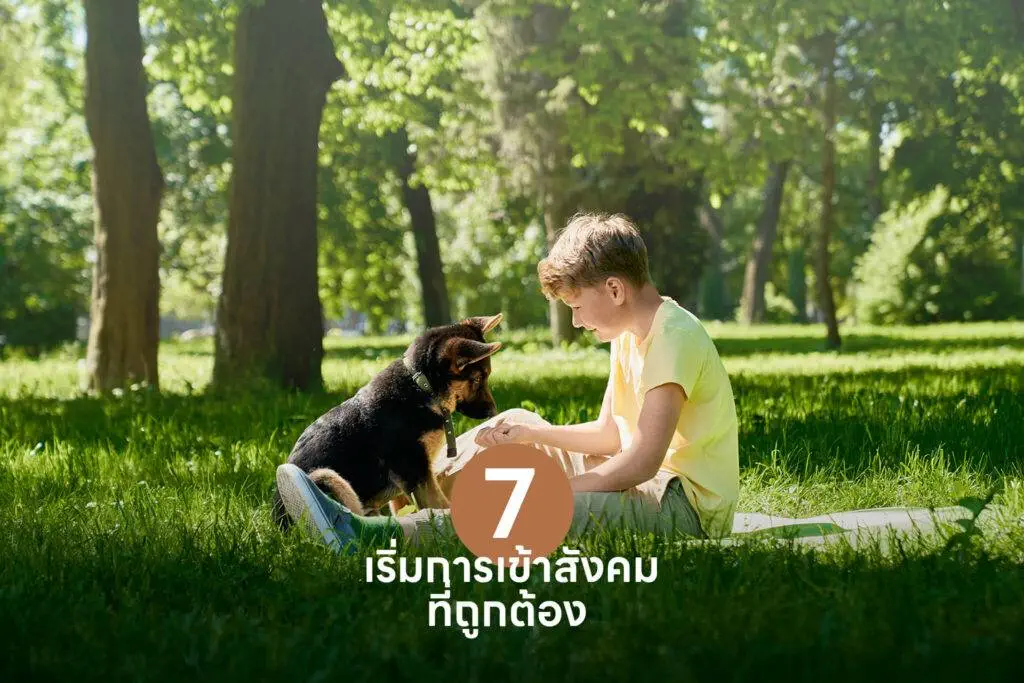 10 เคล็ดลับสำคัญ เปลี่ยนเจ้าของลูกสุนัขมือใหม่ให้กลายเป็นมือโปรในทันที 🐶 รวมวิธีเลี้ยงลูกสุนัข วิธีฝึก ดูแล 7 10 เคล็ดลับสำคัญ เปลี่ยนเจ้าของลูกสุนัขมือใหม่ให้กลายเป็นมือโปรในทันที 🐶 รวมวิธีเลี้ยงลูกสุนัข วิธีฝึก ดูแล 6