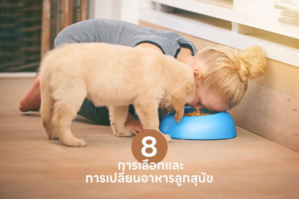 10 เคล็ดลับสำคัญ เปลี่ยนเจ้าของลูกสุนัขมือใหม่ให้กลายเป็นมือโปรในทันที 🐶 รวมวิธีเลี้ยงลูกสุนัข วิธีฝึก ดูแล 8 10 เคล็ดลับสำคัญ เปลี่ยนเจ้าของลูกสุนัขมือใหม่ให้กลายเป็นมือโปรในทันที 🐶 รวมวิธีเลี้ยงลูกสุนัข วิธีฝึก ดูแล 7