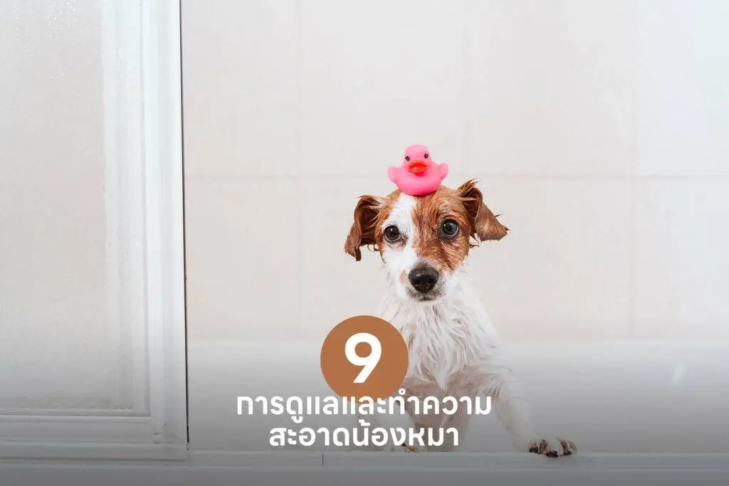 10 เคล็ดลับสำคัญ เปลี่ยนเจ้าของลูกสุนัขมือใหม่ให้กลายเป็นมือโปรในทันที 🐶 รวมวิธีเลี้ยงลูกสุนัข วิธีฝึก ดูแล 9 10 เคล็ดลับสำคัญ เปลี่ยนเจ้าของลูกสุนัขมือใหม่ให้กลายเป็นมือโปรในทันที 🐶 รวมวิธีเลี้ยงลูกสุนัข วิธีฝึก ดูแล 8