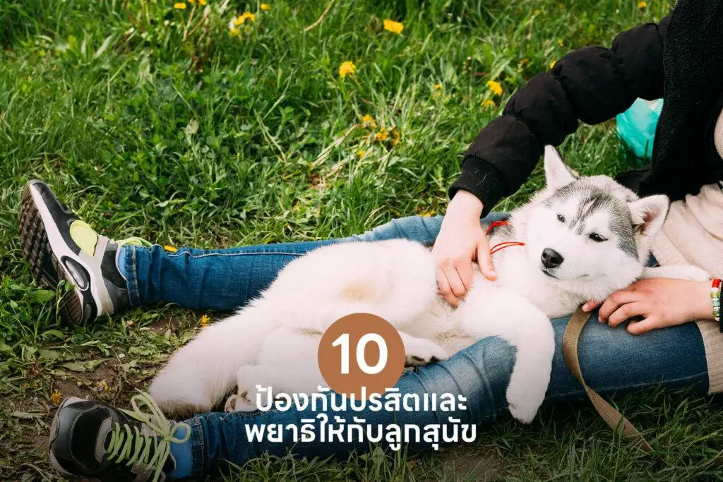 10 เคล็ดลับสำคัญ เปลี่ยนเจ้าของลูกสุนัขมือใหม่ให้กลายเป็นมือโปรในทันที 🐶 รวมวิธีเลี้ยงลูกสุนัข วิธีฝึก ดูแล 10 10 เคล็ดลับสำคัญ เปลี่ยนเจ้าของลูกสุนัขมือใหม่ให้กลายเป็นมือโปรในทันที 🐶 รวมวิธีเลี้ยงลูกสุนัข วิธีฝึก ดูแล 9