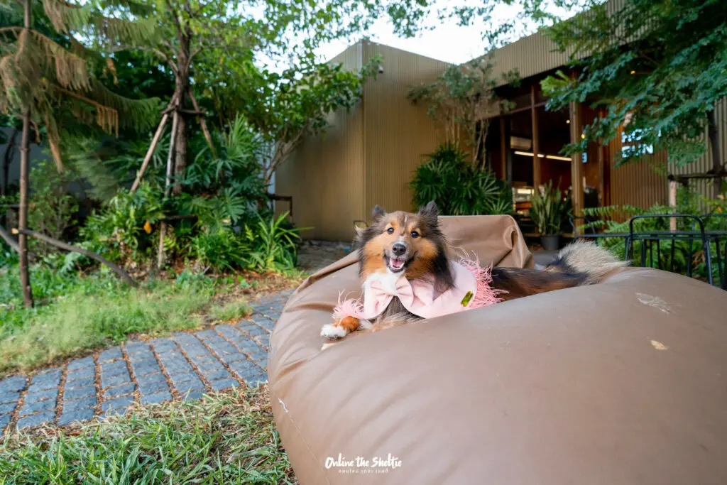 Hotto bun ลาดกระบัง ホットバン ฟีลเจแปน ก็แค่ ลาดกระบัง Pet Friendly ปิด 3 ทุ่ม 21 Hotto bun ลาดกระบัง ホットバン ฟีลเจแปน ก็แค่ ลาดกระบัง Pet Friendly ปิด 3 ทุ่ม 17