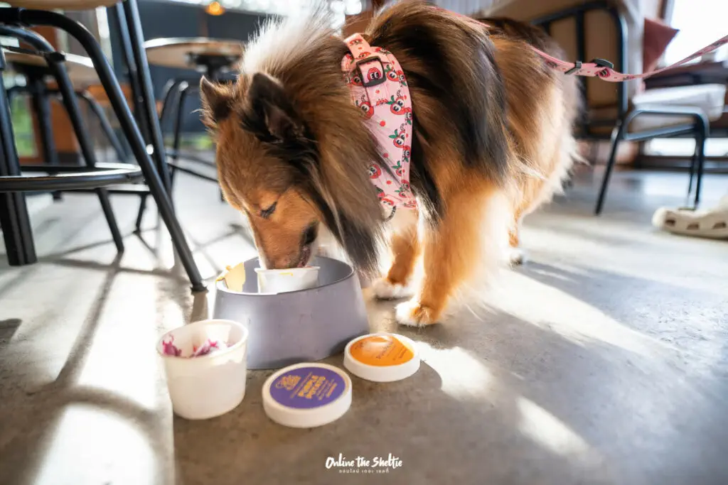 Hotto bun ลาดกระบัง ホットバン ฟีลเจแปน ก็แค่ ลาดกระบัง Pet Friendly ปิด 3 ทุ่ม 26 Hotto bun ลาดกระบัง ホットバン ฟีลเจแปน ก็แค่ ลาดกระบัง Pet Friendly ปิด 3 ทุ่ม 20