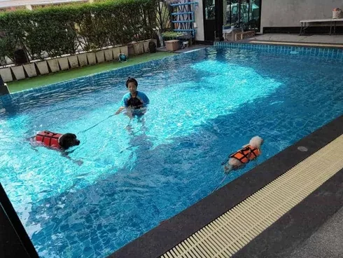 Petopia Dog Pool 1