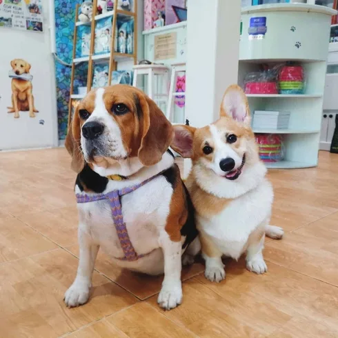 Love Me Love My Pets 1