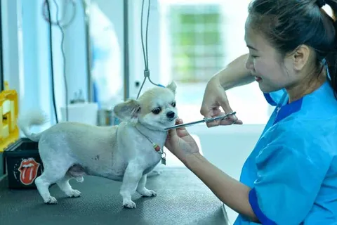 โรงพยาบาลสัตว์ทองหล่อ