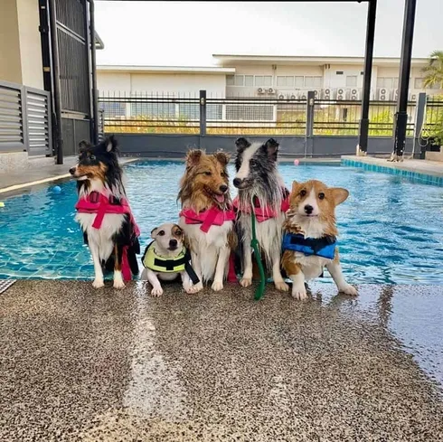 Dogdays 1