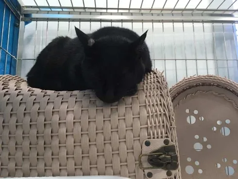 Pet at Park Animal Hospital (โรงพยาบาลสัตว์เพ็ทแอทพาร์ค) 1