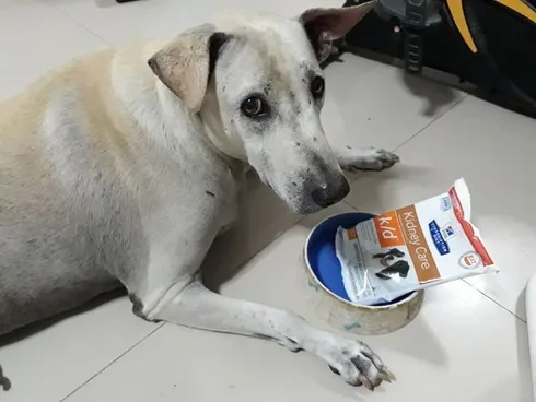 Aun Rak Pet Clinic (คลินิกอุ่นรักสัตว์เลี้ยง) 1
