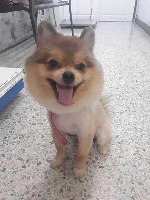 Star Pet Grooming (ดอนเมือง) 1