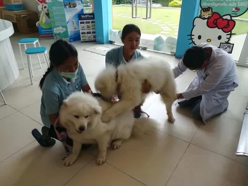 Ohayo Pet Hospital (แม่ริม) 1