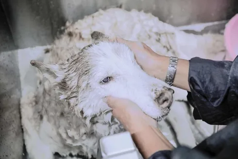 โรงพยาบาลสัตว์ ทีเอช (TH Animal Hospital) 1