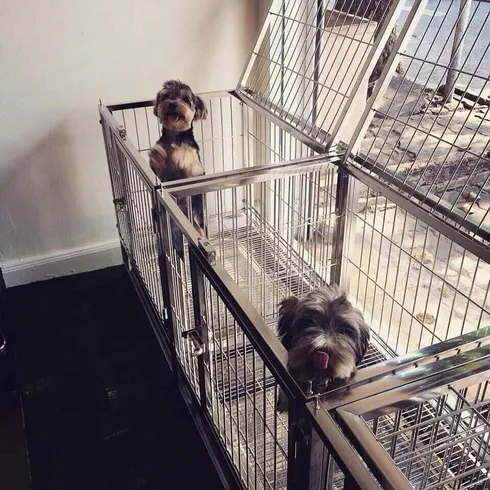 Dog Village (Grooming&Hotel) 1