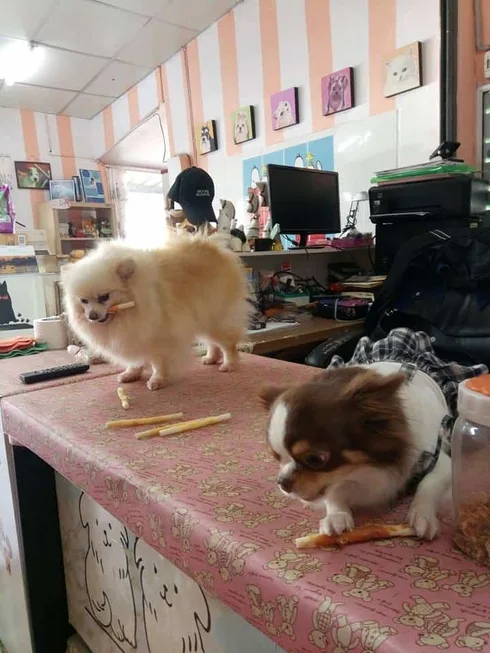 Me & Mom Groomming Spa and Pet Shop (สนามบินน้ำ) 1