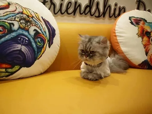 Buddy Grooming Spa (บัดดี้กรูมมิ่ง สปา) 1