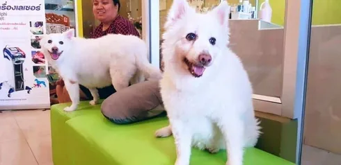 โรงพยาบาลสัตว์รังสิตปทุม Rangsitpathum Animal Hospital 1