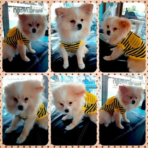 Rak Nontri Animal Hospital (โรงพยาบาลสัตว์รักษ์นนทรี) 1