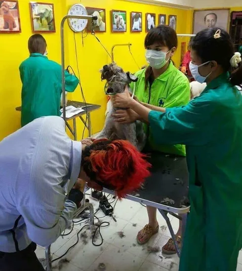 Graphic Grooming (โรงเรียนสอนอาชีพตัดขนสุนัข) 1