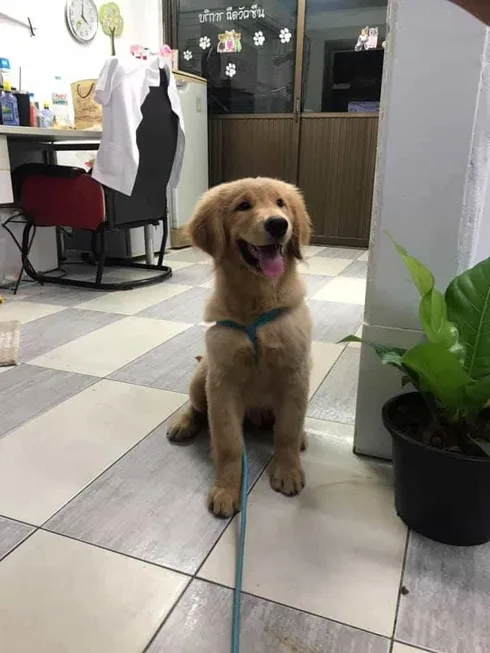 Siyaek pet clinic (สี่แยก เพ็ทคลินิก) 1