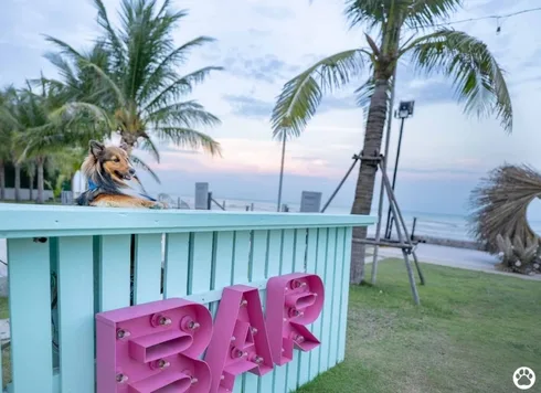 Avani+ Hua Hin สุนัขพักได้ กับ 16 ข้อดี Pet Friendly ดีที่สุดแห่งหนึ่งในไทย (รีสอร์ท 5 ดาว) 81 Avani+ Hua Hin สุนัขพักได้ กับ 16 ข้อดี Pet Friendly ดีที่สุดแห่งหนึ่งในไทย (รีสอร์ท 5 ดาว) 80