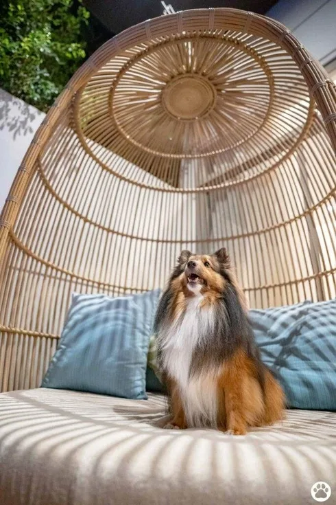 Avani+ Hua Hin สุนัขพักได้ กับ 16 ข้อดี Pet Friendly ดีที่สุดแห่งหนึ่งในไทย (รีสอร์ท 5 ดาว) 24 Avani+ Hua Hin สุนัขพักได้ กับ 16 ข้อดี Pet Friendly ดีที่สุดแห่งหนึ่งในไทย (รีสอร์ท 5 ดาว) 24