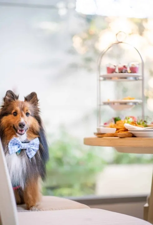 Avani+ Hua Hin สุนัขพักได้ กับ 16 ข้อดี Pet Friendly ดีที่สุดแห่งหนึ่งในไทย (รีสอร์ท 5 ดาว) 86 Avani+ Hua Hin สุนัขพักได้ กับ 16 ข้อดี Pet Friendly ดีที่สุดแห่งหนึ่งในไทย (รีสอร์ท 5 ดาว) 85