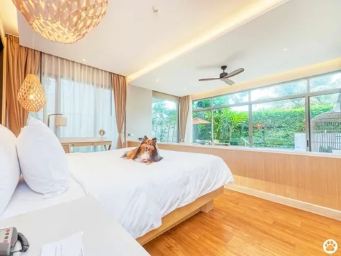 Avani+ Hua Hin สุนัขพักได้ กับ 16 ข้อดี Pet Friendly ดีที่สุดแห่งหนึ่งในไทย (รีสอร์ท 5 ดาว) 8 Avani+ Hua Hin สุนัขพักได้ กับ 16 ข้อดี Pet Friendly ดีที่สุดแห่งหนึ่งในไทย (รีสอร์ท 5 ดาว) 8
