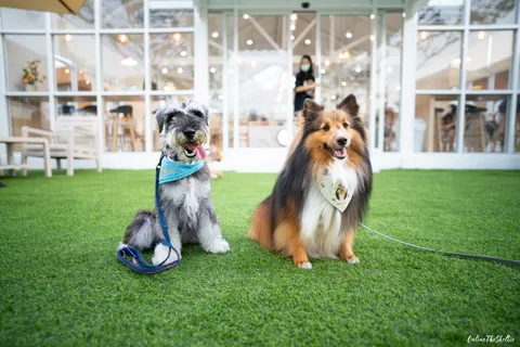 DOGs PAW คอมมูนิตี้หมาแห่งใหม่ที่ดีงาม 12 เหตุผลที่อยากแนะนำให้ทุกท่านมาดูงาน! 16 DOGs PAW คอมมูนิตี้หมาแห่งใหม่ที่ดีงาม 12 เหตุผลที่อยากแนะนำให้ทุกท่านมาดูงาน! 16