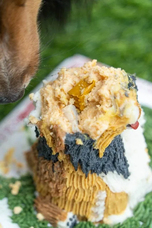 วิธีเลือกเค้กวันเกิดให้น้องหมา 4 ร้านเค้กสุนัข สูตรเฉพาะที่คิดค้นให้อร่อย และปลอดภัยต่อสัตว์เลี้ยง 8 วิธีเลือกเค้กวันเกิดให้น้องหมา 4 ร้านเค้กสุนัข สูตรเฉพาะที่คิดค้นให้อร่อย และปลอดภัยต่อสัตว์เลี้ยง 8