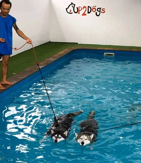 Up2Dogs 1